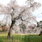 京都御苑　桜