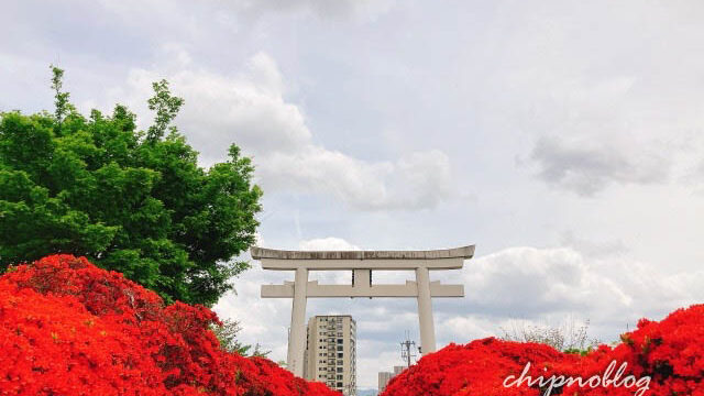 長岡天満宮　キリシマツツジ