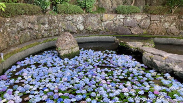 善峯寺　あじさい　青蓮の滝