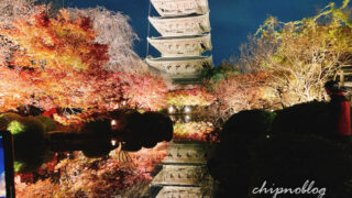 東寺　紅葉　ライトアップ