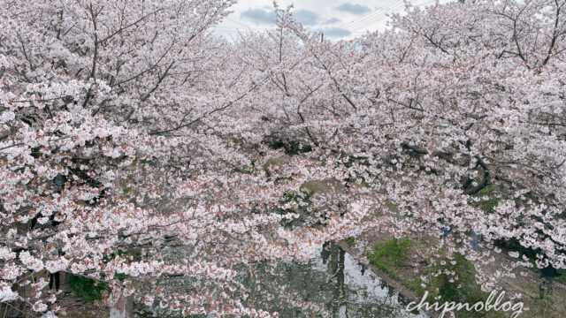 伏見　十石舟　桜まつり　日本酒　