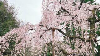 京都御苑　近衛邸跡　桜　