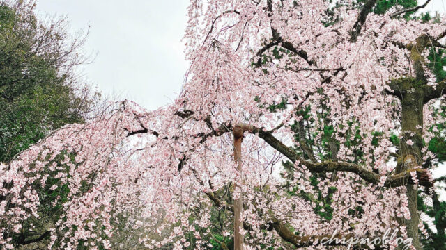 京都御苑　近衛邸跡　桜　