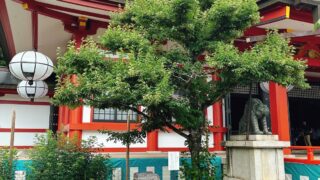 鞍馬寺　大杉　美玉屋