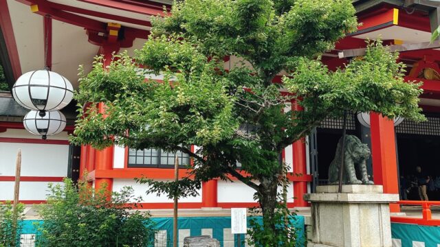 鞍馬寺　大杉　美玉屋